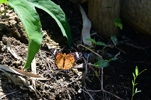 010_250926081 X900 〇ツマグロ 舞岡公園 Z50 50-250.jpg