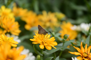 012_251019028 X900 ◎保土ヶ谷区役所 チャバネ・キンセンカ Z50 Z18-140.jpg