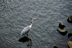 017_251019062mt X900 ◎下星川橋 アオサギ Z50 Z18-140.jpg