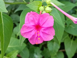 011_X900 IMG_20251017_162839_1 オシロイバナ.jpg