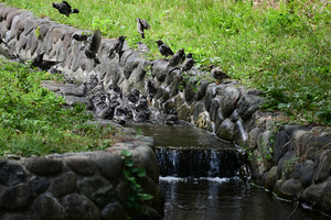 013_250930061 X900 ◎ムクドリ行水 保土ヶ谷公園 Z50 50-250.jpg