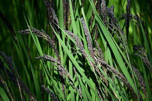 012_250926095 X900 〇古代米 舞岡公園 Z50 50-250.jpg