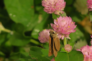 006_251002011m X900 〇保土ヶ谷区役所 G7X.jpg