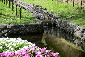 014_250930069 X900 ◎ムクドリ行水 保土ヶ谷公園 Z50 50-250.jpg