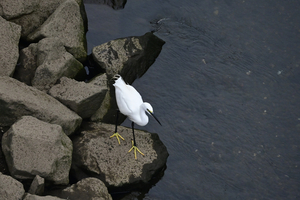 016_251019056t X900 ◎下星川駅 コサギ Z50 Z18-140.jpg