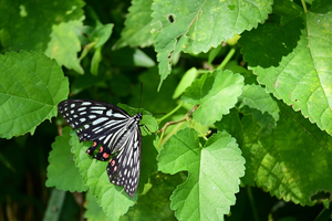 011_250926091 〇アカボシ X900 舞岡公園 Z50 50-250.jpg