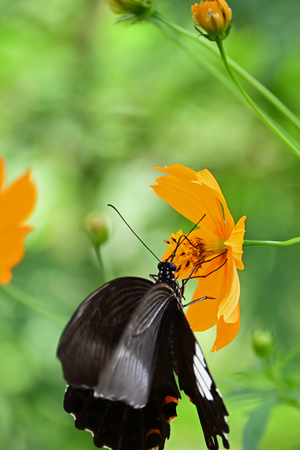 008_250930030t X900 ◎モンキアゲハ 保土ヶ谷公園 Z50 50-250.jpg
