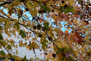 002_251127004 X900 YBP Z30 Z16-50.jpg