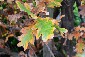 021_251119066 X900 YBP D30 16-50.jpg