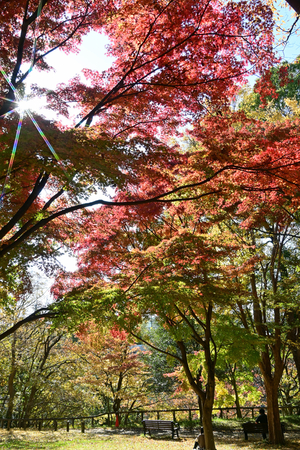 011_251126074 X900 ◎保土ヶ谷公園 辻広場 D50 Z18-140.jpg