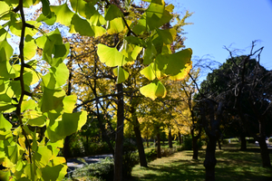 016_251114103 X900 〇バス通り 保土ヶ谷公園 Z30 16-30.jpg