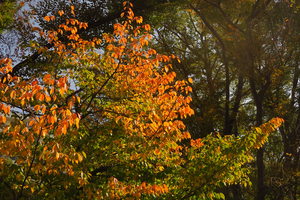 030_251107028 X900 〇サトザクラ 帷子川 G7X.jpg