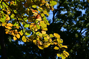 009_251103033 X900 〇マンサク 保土ヶ谷公園 Z50 Z50-250.jpg