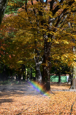 005_251121015m X900 ◎虹 ケヤキ並木 日比谷園 Z30 16-50.jpg