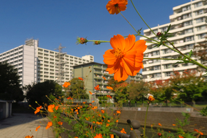 029_251107025t X900 〇帷子川 YBP G7X.jpg
