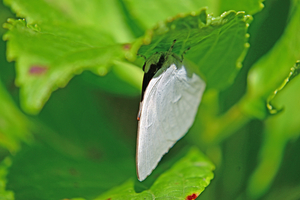 006_251103022 X900 〇保土ヶ谷公園 Z50 Z50-250.jpg