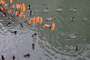 022_251119088 X900 ◎帷子川 D30 16-50.jpg