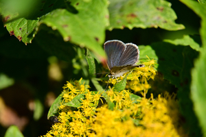 005_251103018 X900 ◎保土ヶ谷公園 ヤマト♀ Z50 Z50-250.jpg
