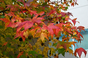 006_251119022m X900 〇プラタナス YBP D30 16-50.jpg