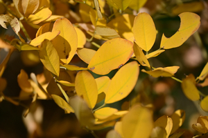 002_251114003 X900 保土ヶ谷公園 ヤマハギ Z30 50-250.jpg