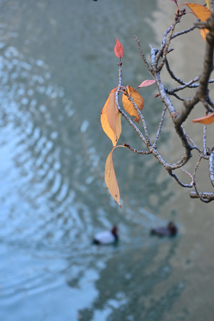 013_251126108 X900 ◎帷子川 D50 Z18-140.jpg