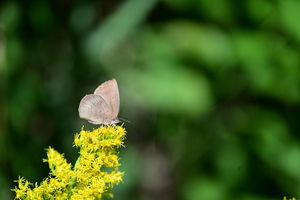 017_251103077 X900 ◎ムラサキシジミ 保土ヶ谷公園 Z50 Z50-250.jpg