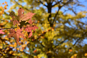 003_251114017 X900 保土ヶ谷公園 バフウモミジ Z30 50-250.jpg