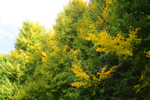 016_251028130 X900 ◎保土ヶ谷公園  バス通り G7x.jpg