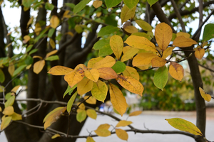 031_2511160013 X900 〇モクレン 峰岡公園 Z30 Z16-50.jpg