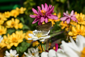 040_251116026 X900 ◎チャバネ 保土ヶ谷区役所 Z30 Z16-50.jpg