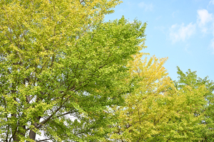 012_251028075 X900 〇保土ヶ谷公園 バス通り Z50 Z50-250.jpg