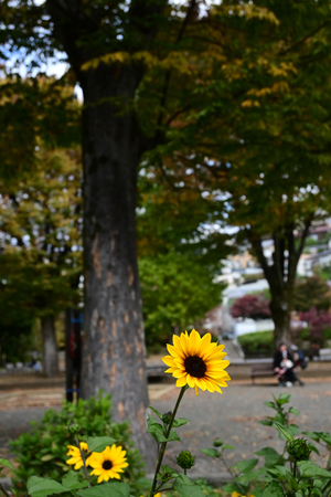 048_251116079 X900 ◎ミニヒマワリ 峰岡公園 Z30 Z16-50.jpg