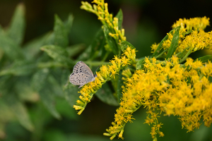 002_251028011 X900 ◎保土ヶ谷公園 ヤマト Z50 Z50-250.jpg