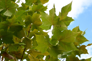 051_251116093m X900 〇アメリカスズカケノキ 峯小学校 Z30 Z16-50.jpg