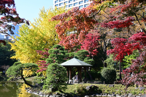 018_251121090  X900 ◎雲形池 日比谷公園 Z30 16-50.jpg