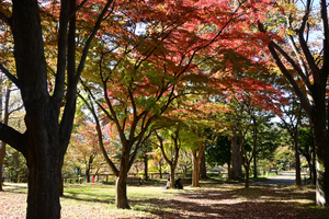 005_251126013 X900 保土ヶ谷公園 辻広場 D50 Z18-140.jpg