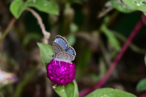 032_251116002 X900 ヤマト保土ヶ谷区役所 Z30 Z16-50.jpg