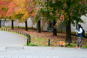 008_251119026 X900 〇プラタナス YBP D30 16-50.jpg