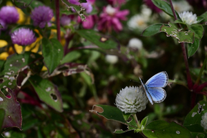 045_251116062 X900 〇ヤマト 保土ヶ谷区役所 Z30 Z16-50.jpg