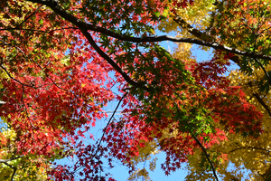 016_251121081 X900 ◎日比谷公園 Z30 16-50.jpg