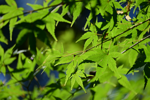 010_251103035 X900 〇保土ヶ谷公園 Z50 Z50-250.jpg