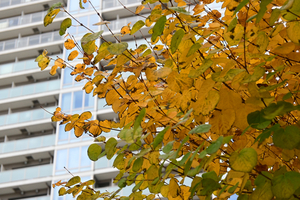 036_251116018 X900 〇カツラ 保土ヶ谷区役所 Z30 Z16-50.jpg