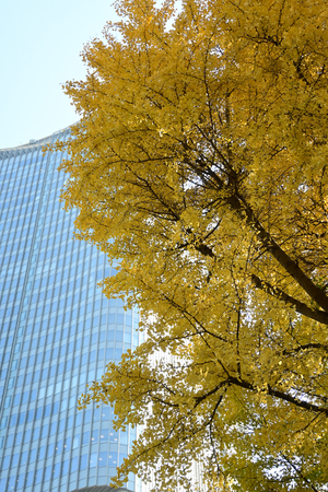 007_251121034 X900 〇銀杏 日比谷公園 Z30 16-50.jpg