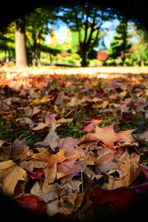 009_251114054 X900 〇モミジバフウ 保土ヶ谷公園 Z30 16-30.jpg