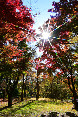 006_251126016m X900 〇保土ヶ谷公園 辻広場 D50 Z18-140.jpg