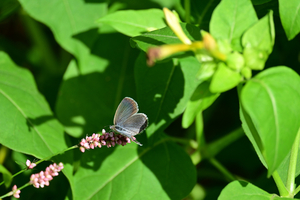 008_251028042 X900 ◎保土ヶ谷公園 ヤマト Z50 Z50-250.jpg