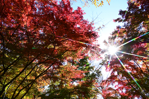 007_251126018m X900 ◎保土ヶ谷公園 辻広場 D50 Z18-140.jpg