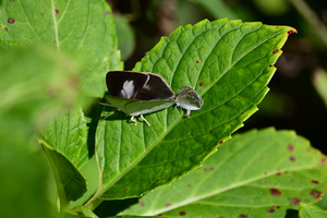 014_251103061 X900 ▲ウラギン♀・ヤマト♂ 保土ヶ谷公園 Z50 Z50-250 G7X.jpg