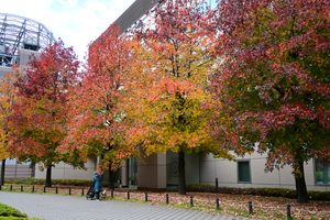 011_251119033m X900 〇モミジバフウ YBP D30 16-50.jpg