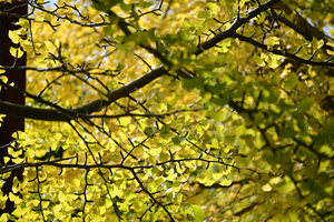 020_251103092 X900 〇バス通り 保土ヶ谷公園 Z50 Z50-250.jpg